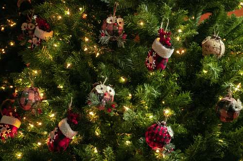 ornament  plant